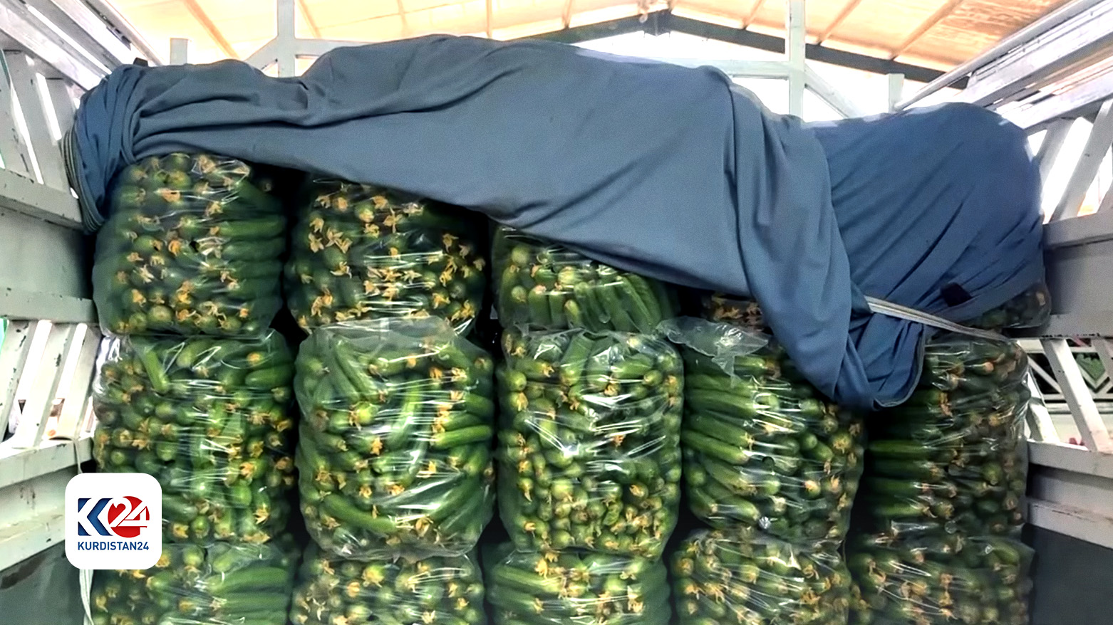 Opening of Iraqi borders to Iranian cucumbers devastates local farmers